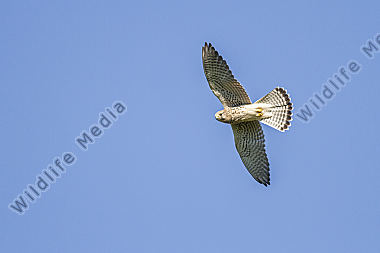 Ein Turmfalke im Suchflug über einer Wiese