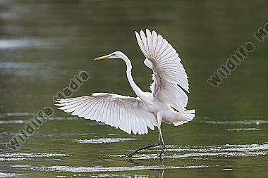 Silberreiher Casmerodius albus Great Egret