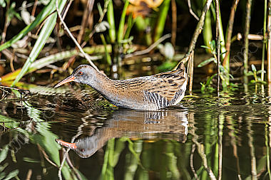 Wasserralle Rallus aquaticus Water Rail