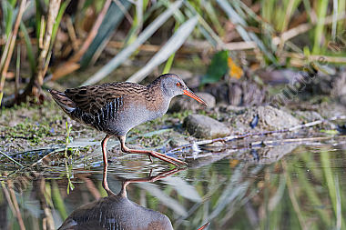 Wasserralle Rallus aquaticus Water Rail