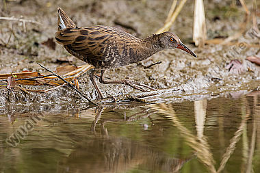 Wasserralle Rallus aquaticus Water Rail