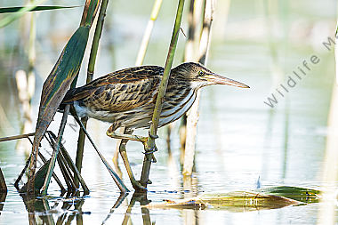 Zwergdommel Ixobrychus minutus Little Bittern
