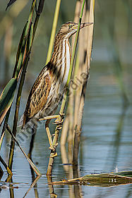 Zwergdommel Ixobrychus minutus Little Bittern