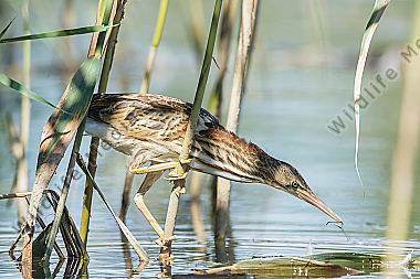 Zwergdommel Ixobrychus minutus Little Bittern
