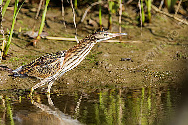 Zwergdommel Ixobrychus minutus Little Bittern