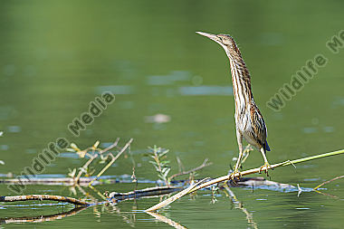 Zwergdommel Ixobrychus minutus Little Bittern