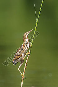 Zwergdommel Ixobrychus minutus Little Bittern