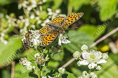 Kleiner Perlmuttfalter mit Biene an weißer Blüte