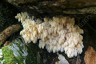 Tannenstachelbart