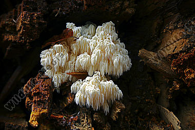 Tannenstachelbart