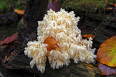 Tannenstachelbart