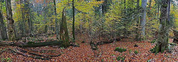 Europäischer Primärurwald Panorama
