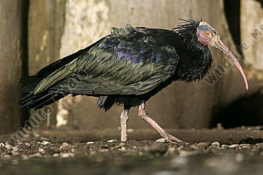 Ein vom Aussterben bedrohter Waldrapp aufgenommen im Zuchtgehege des Naturwildparkes Freisen.