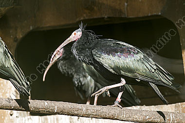 Ein vom Aussterben bedrohter Waldrapp aufgenommen im Zuchtgehege des Naturwildparkes Freisen.