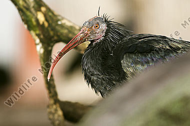 Ein vom Aussterben bedrohter Waldrapp aufgenommen im Zuchtgehege des Naturwildparkes Freisen.