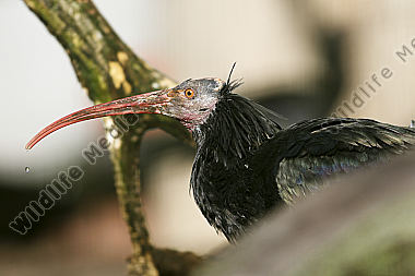 Ein vom Aussterben bedrohter Waldrapp aufgenommen im Zuchtgehege des Naturwildparkes Freisen.