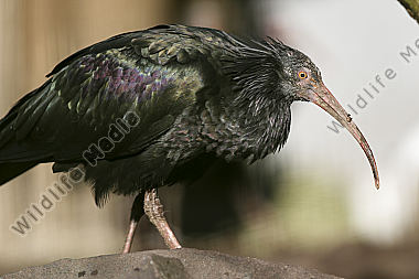 Ein vom Aussterben bedrohter Waldrapp aufgenommen im Zuchtgehege des Naturwildparkes Freisen.