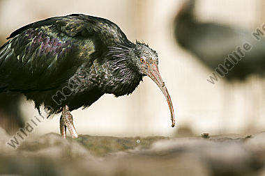 Ein vom Aussterben bedrohter Waldrapp aufgenommen im Zuchtgehege des Naturwildparkes Freisen.