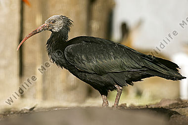 Ein vom Aussterben bedrohter Waldrapp aufgenommen im Zuchtgehege des Naturwildparkes Freisen.