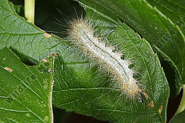 Augsburger Bär halberwachsene Raupe