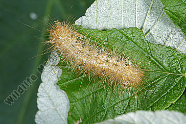 Augsburger Bär halberwachsene Raupe