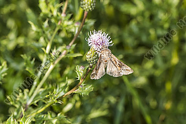 Gammaeule an einer Blüte
