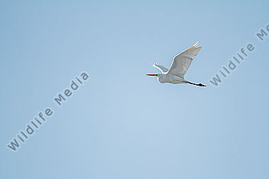 Silberreiher im Flug