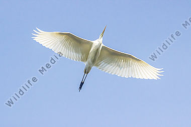 Silberreiher im Flug