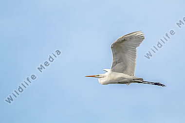 Silberreiher im Flug