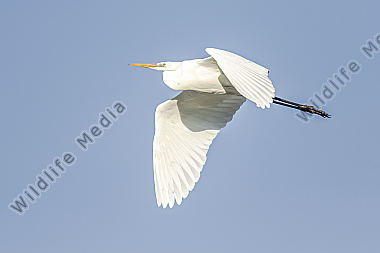 Silberreiher im Flug