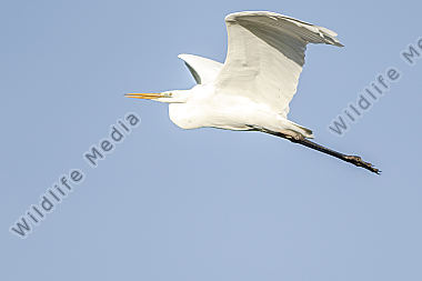 Silberreiher im Flug