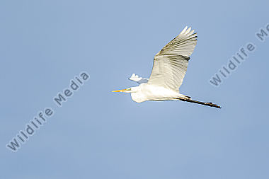 Silberreiher im Flug