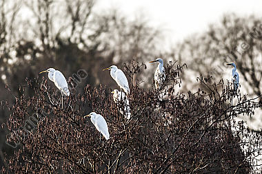 Sechs Silberreiher im Baum halten gemeinsam nach Nahrung Ausschau