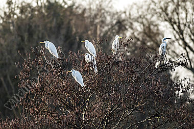 Sechs Silberreiher im Baum halten gemeinsam nach Nahrung Ausschau