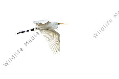 Silberreiher im Flug