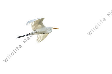Silberreiher im Flug