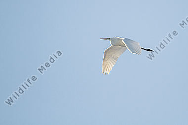 Silberreiher im Flug