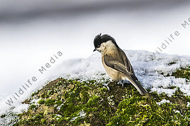 Eine Sumpfmeise im Schnee