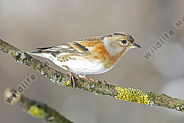 Bergfink Weibchen