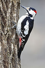 Blutspecht Männchen