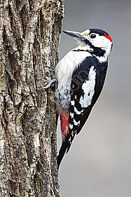 Blutspecht Männchen