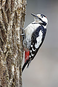 Blutspecht Männchen
