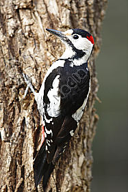 Blutspecht Männchen