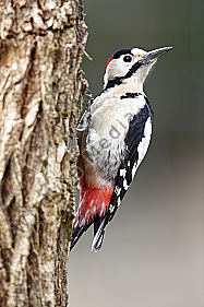 Blutspecht Männchen