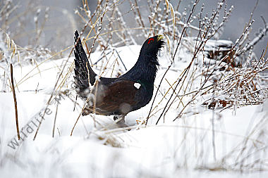 Auerhahn im Schnee