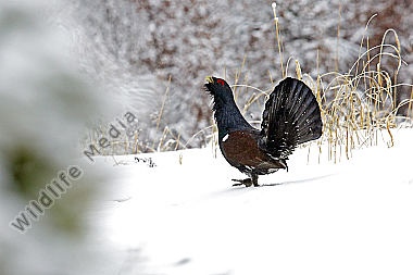 Auerhahn im Schnee