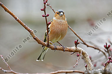 Buchfink Männchen