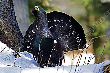Balzender Auerhahn im Schnee
