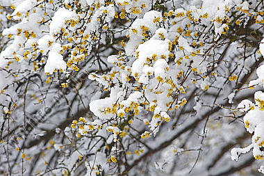 Blühender Dirndlstrauch im Schnee
