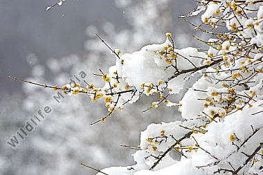 Blühender Dirndlstrauch im Schnee